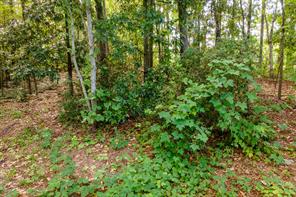 585 Mountain Road Westminster, SC 29693 - Photo 11 of 20 Uncover this serene wooded lot, offering a tranquil natural setting for future development.