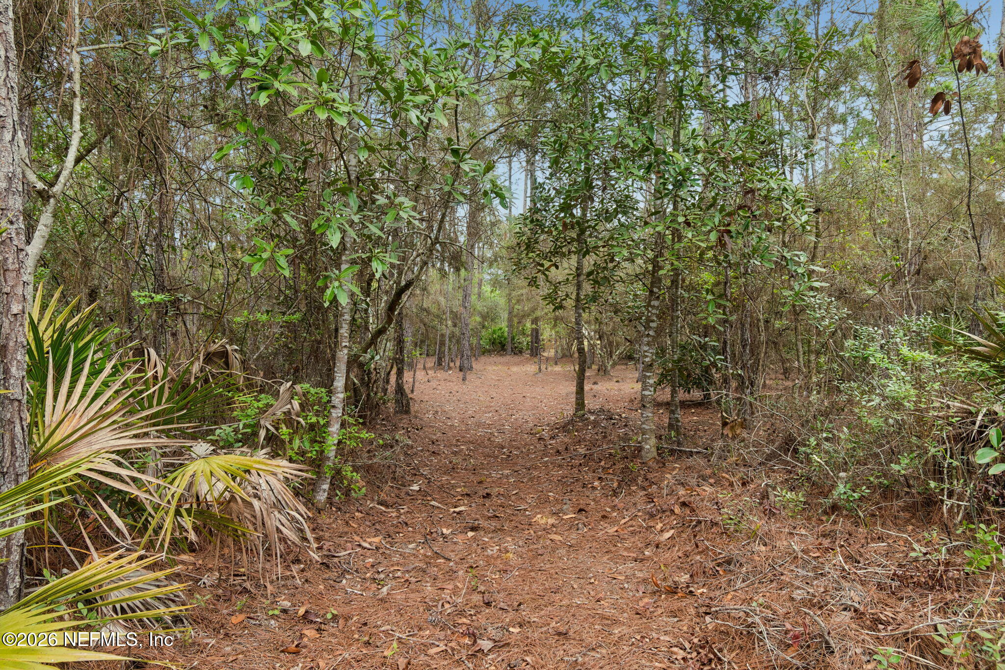 10293 Ford Road Bryceville, FL 32009 - Photo 51 of 63 a view of a forest filled with trees
