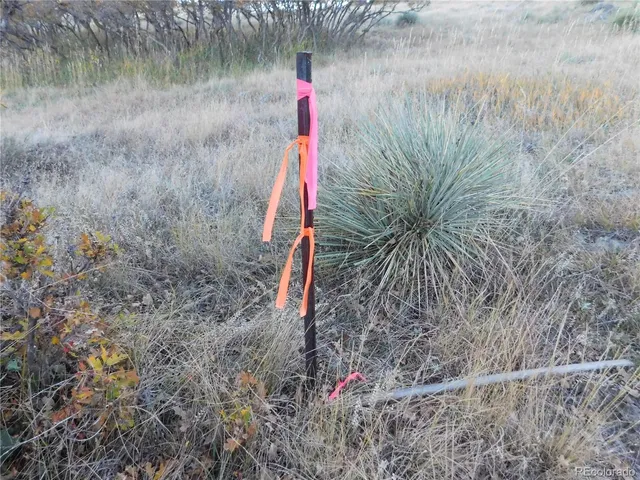 a view of a dry yard with green space
