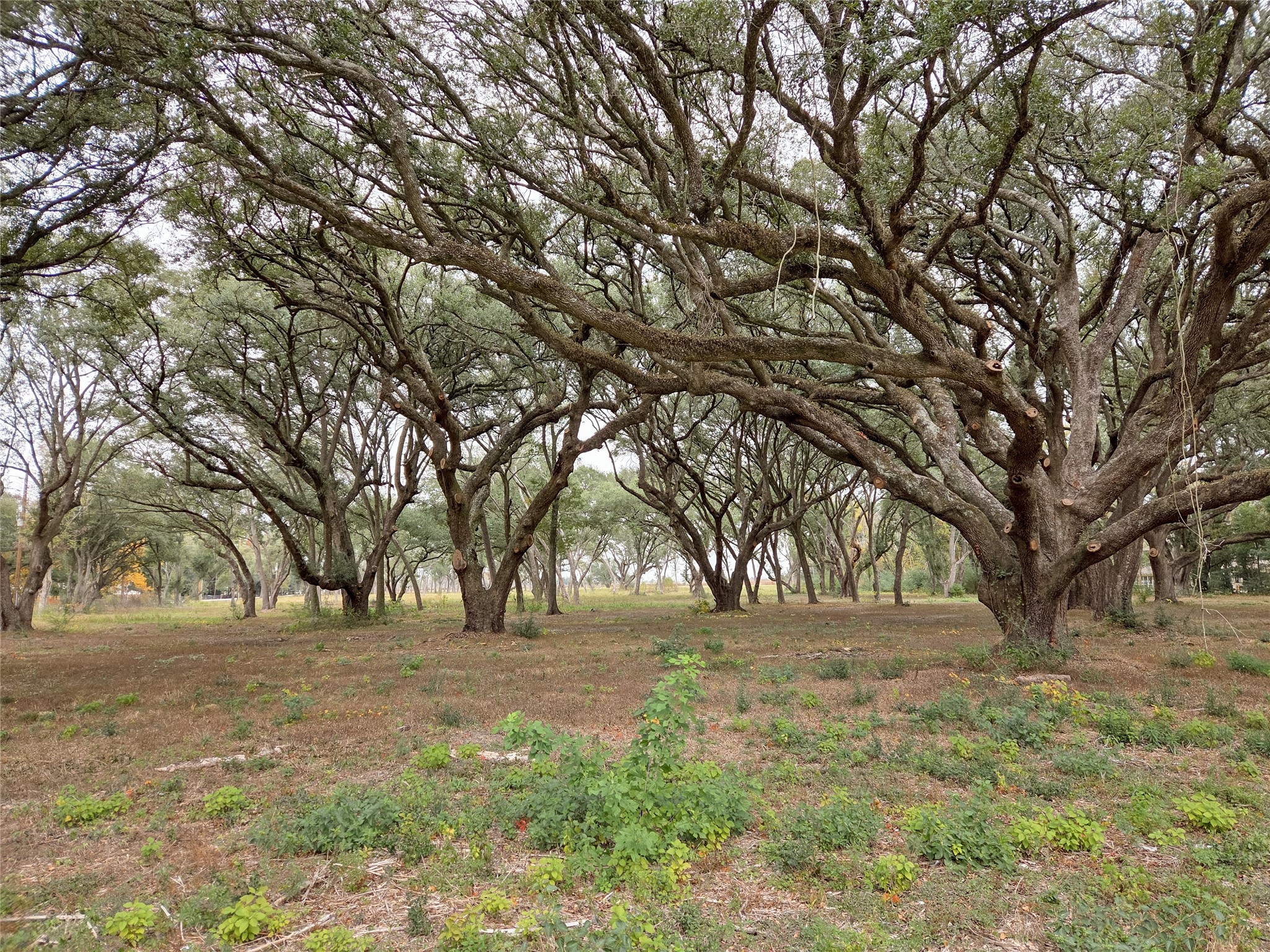 0 Runneburg Road Crosby, TX 77532 - Photo 12 of 39 a view of outdoor space with trees