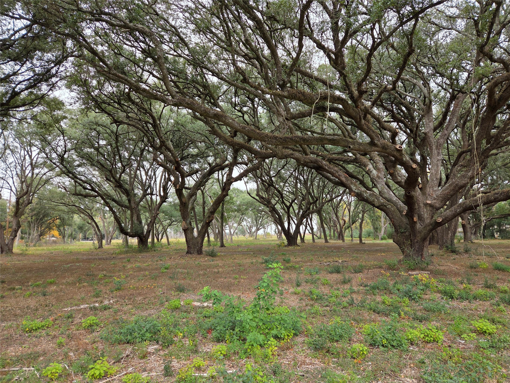 0 Runneburg Road Crosby, TX 77532 - Photo 15 of 39 a view of outdoor space with trees