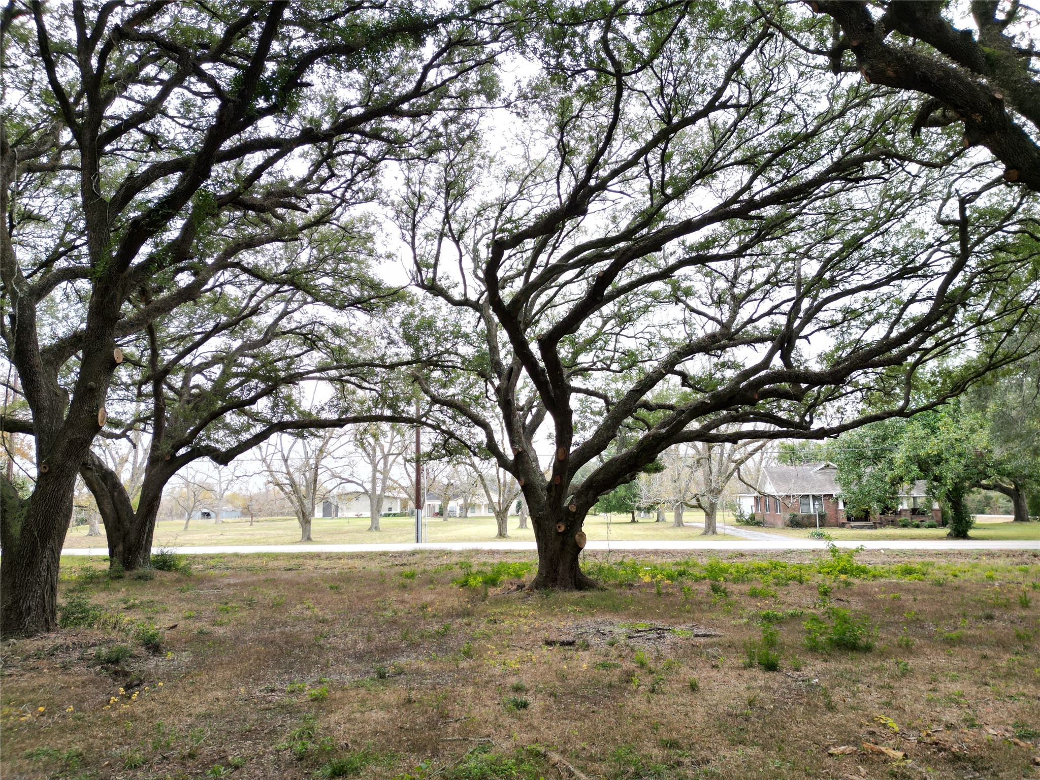 0 Runneburg Road Crosby, TX 77532 - Photo 23 of 39 a view of large trees with yard