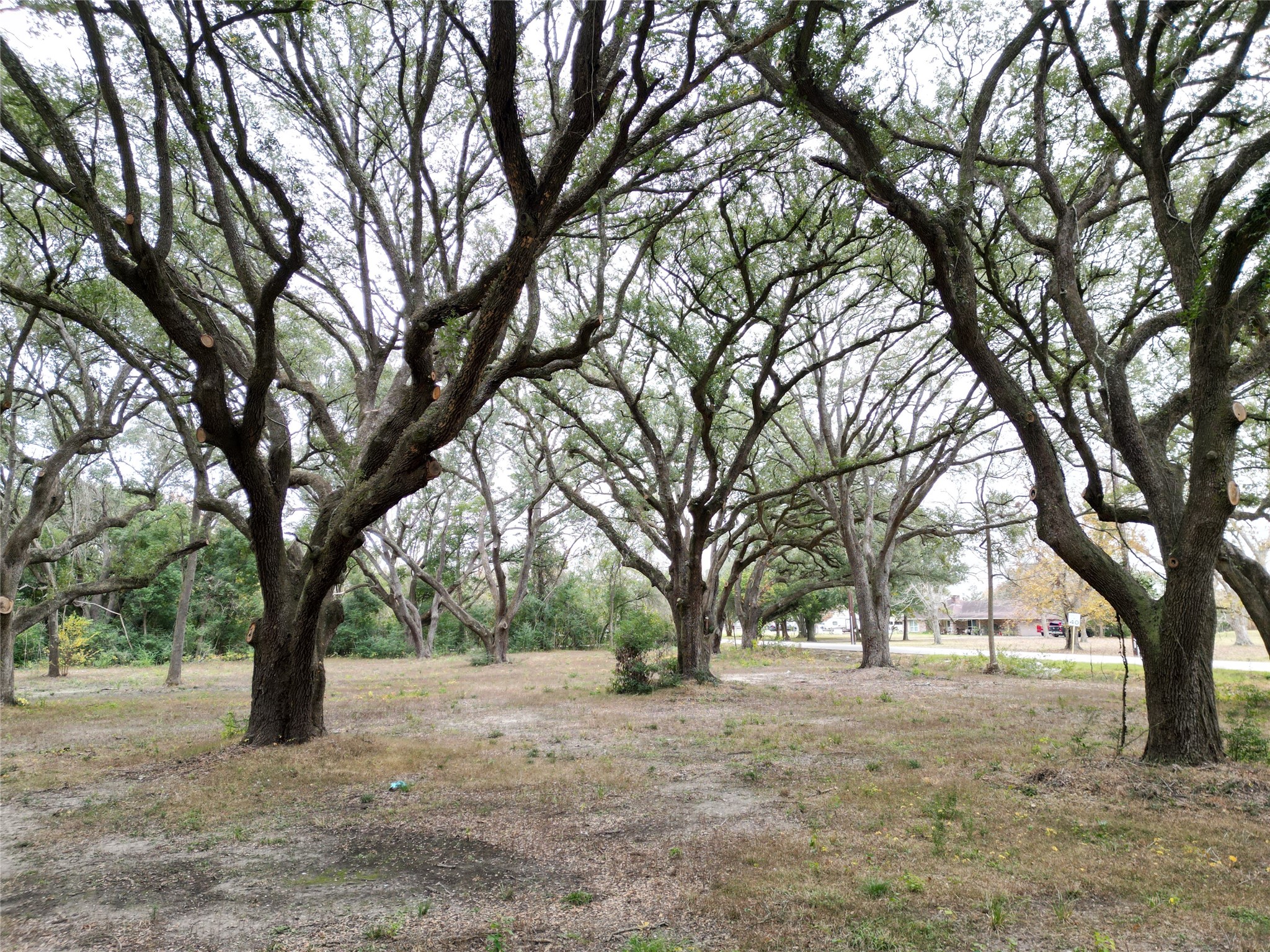 0 Runneburg Road Crosby, TX 77532 - Photo 24 of 39 a view of a yard with a tree