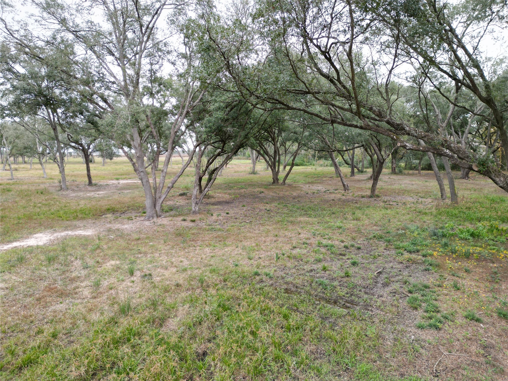 0 Runneburg Road Crosby, TX 77532 - Photo 29 of 39 a view of dirt yard with a tree