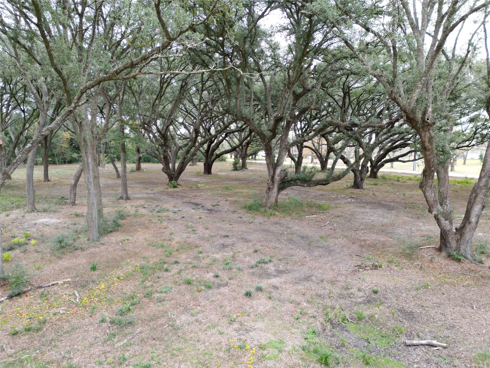 0 Runneburg Road Crosby, TX 77532 - Photo 35 of 39 a view of dirt yard with a tree