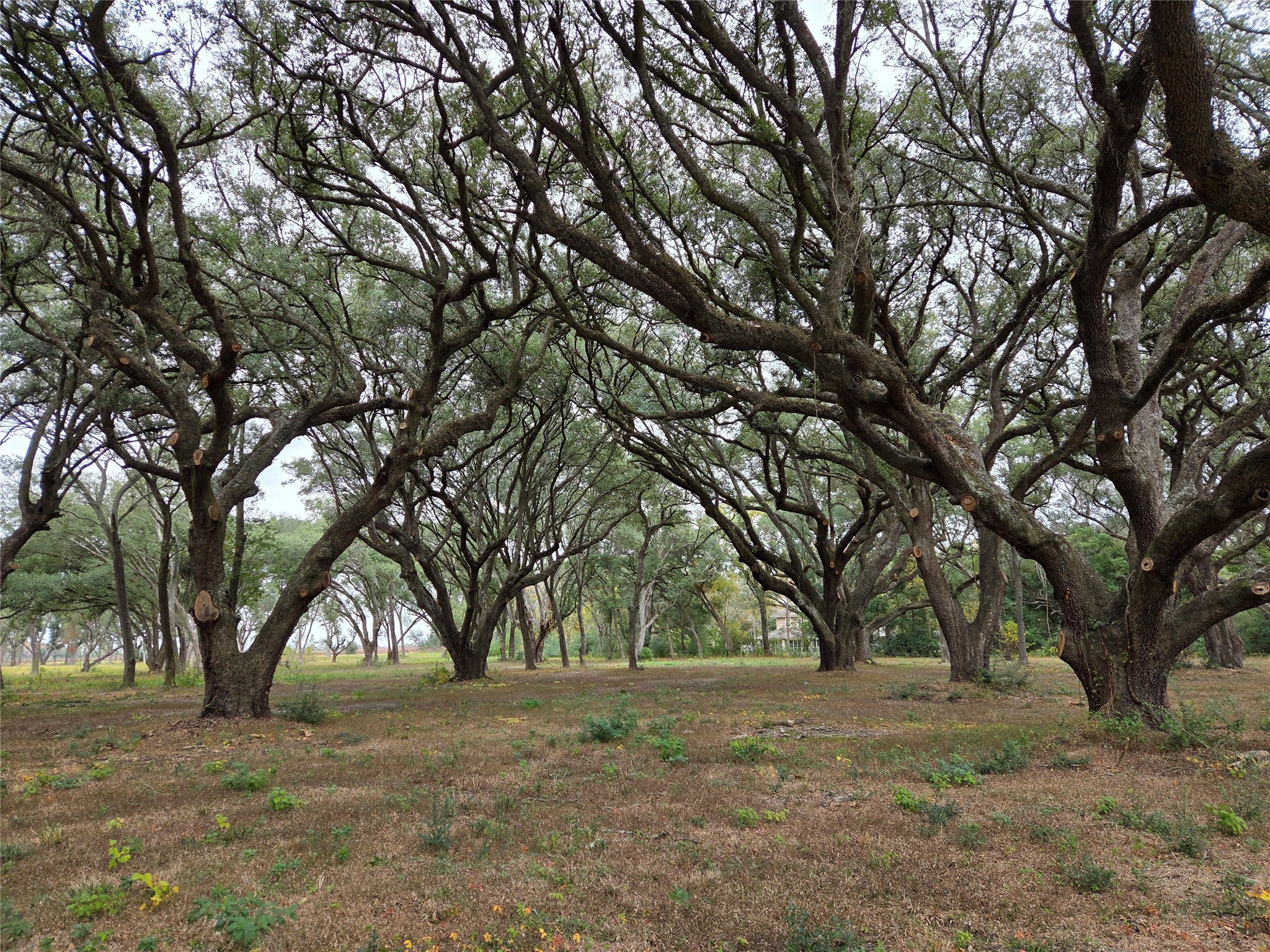0 Runneburg Road Crosby, TX 77532 - Photo 7 of 39 a view of a yard with a tree
