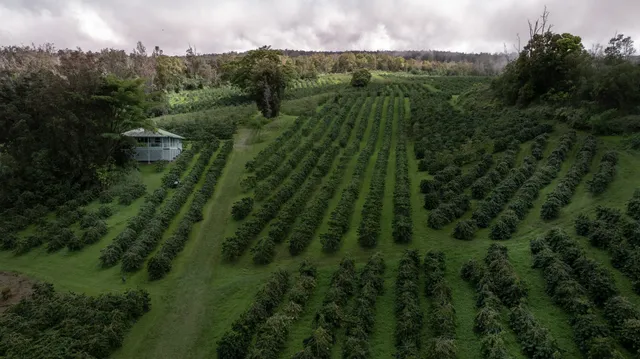 a view of a city with lush green forest