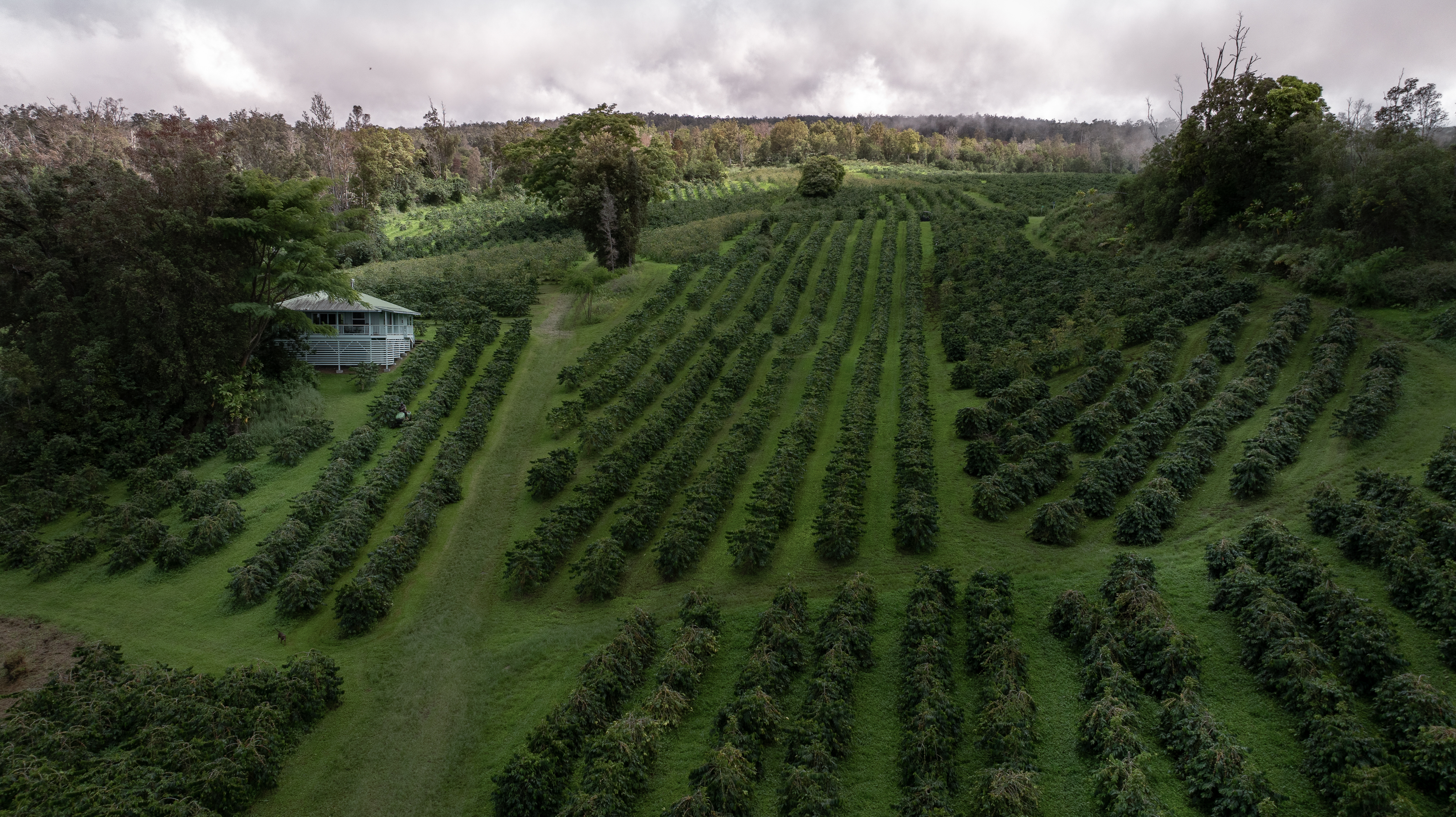 87-2854 Hawaii Belt Road Captain Cook, HI 96704 - Photo 1 of 30 a view of a city with lush green forest