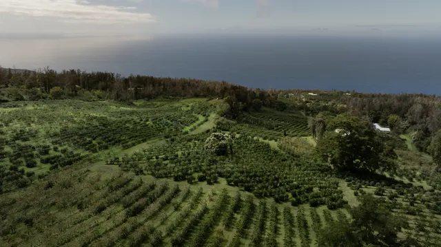 a view of a field of grass and trees