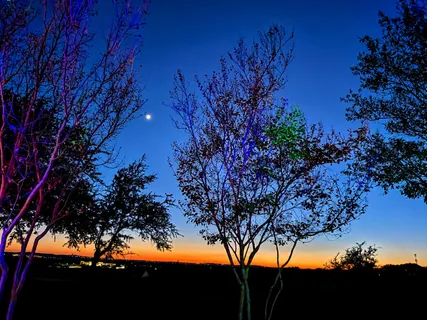 a view of a tree in a yard