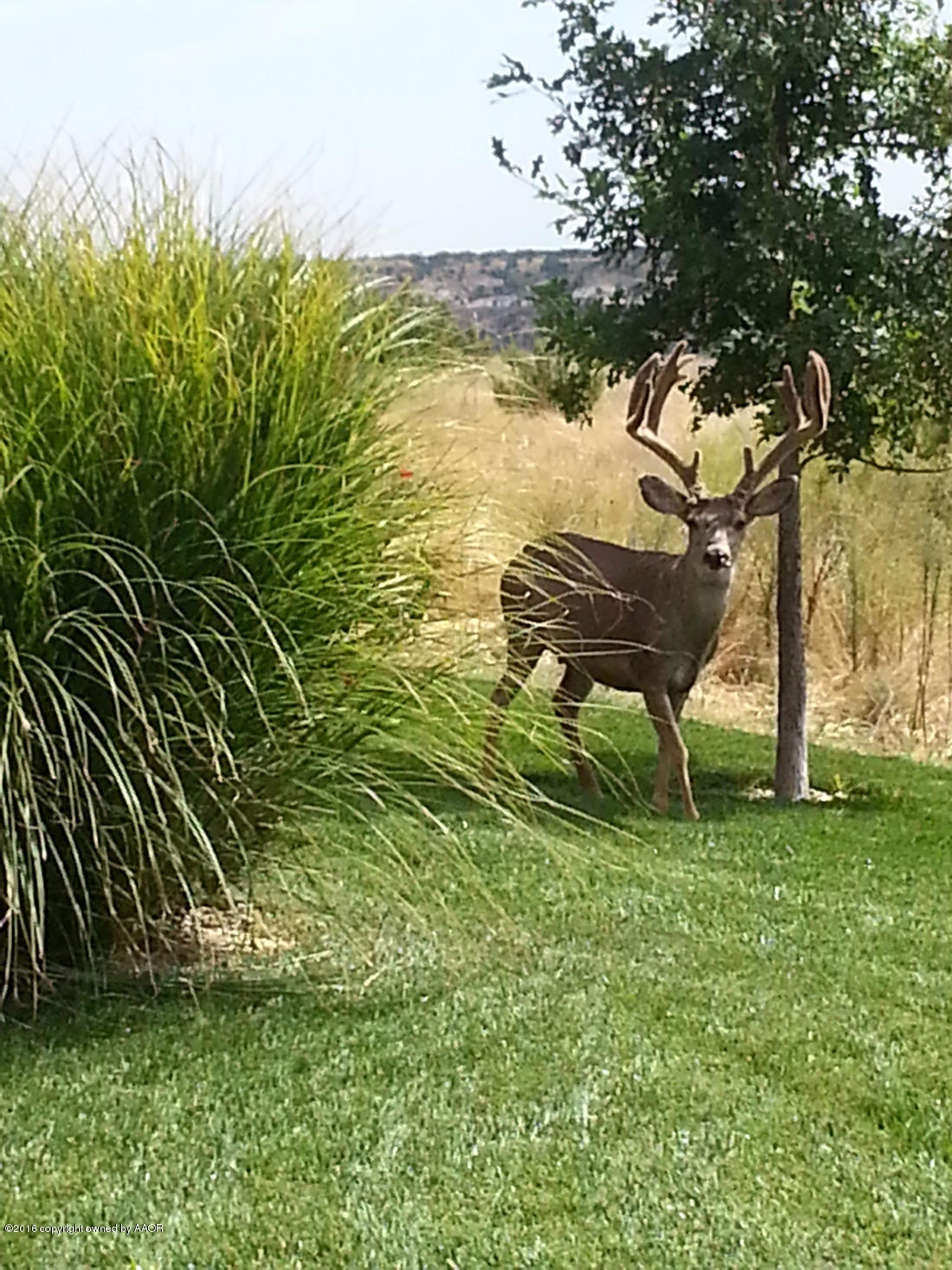 7600 Canyon Bend Road Amarillo, TX 79118 - Photo 55 of 67 Backyard Deer