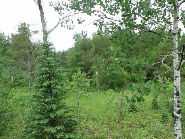 Off North Pelican Lake Road Rhinelander, WI 54501 - Photo 13 of 20 Gallery Image 13