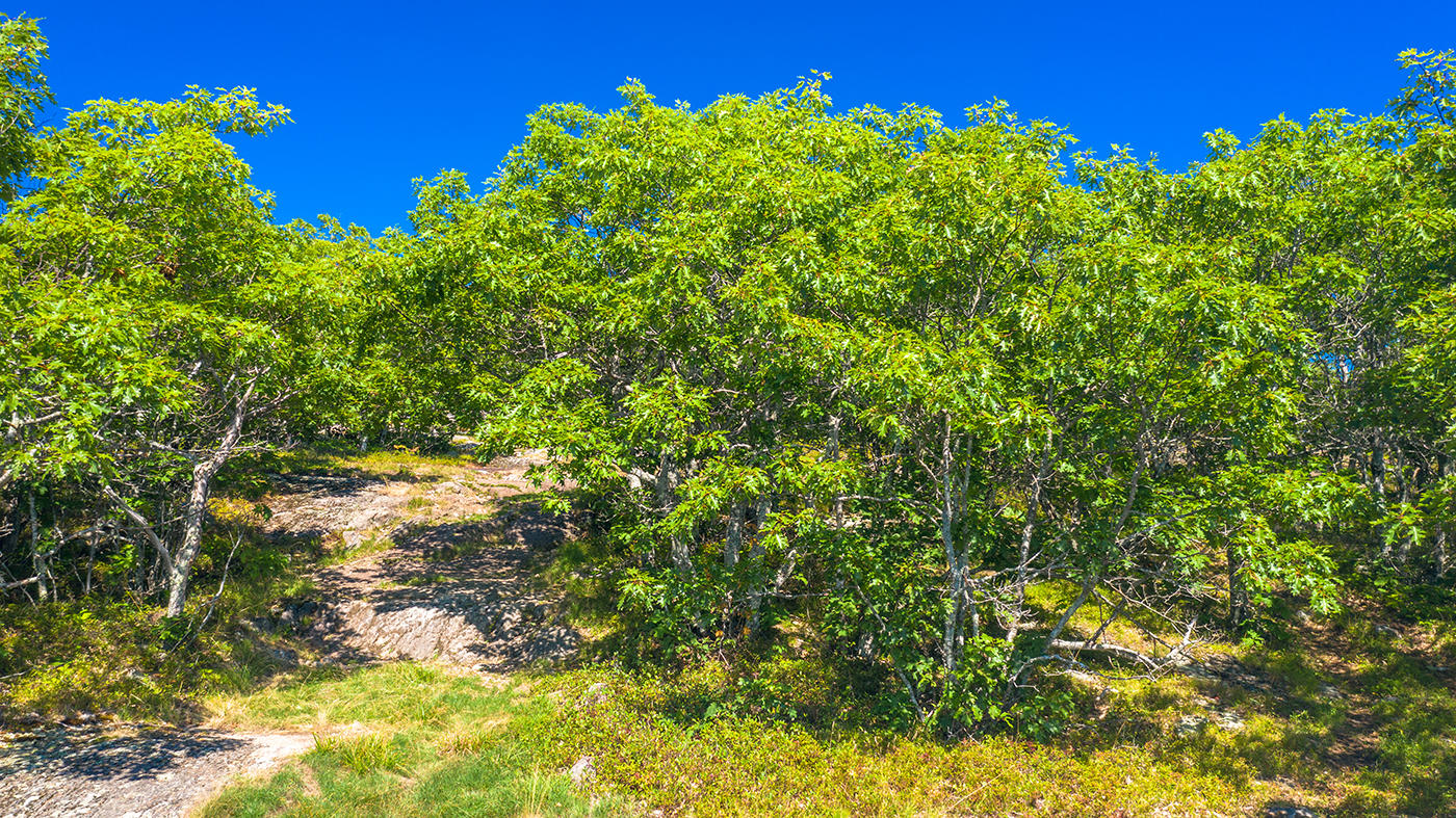 0 Tolman Road Warren, ME 04864 - Photo 11 of 21 DJI_0045