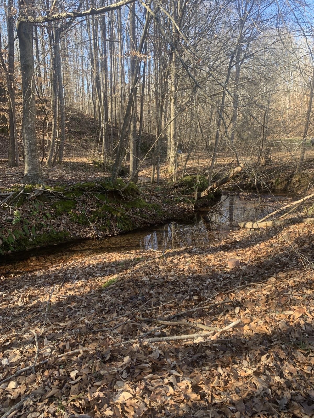 1252 Kelly Road Centerville, TN 37033 - Photo 7 of 34 a view of a yard with street