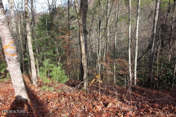 119 Taylors Rdg Road Walland, TN 37886 - Photo 13 of 27 SaddleRidge 016