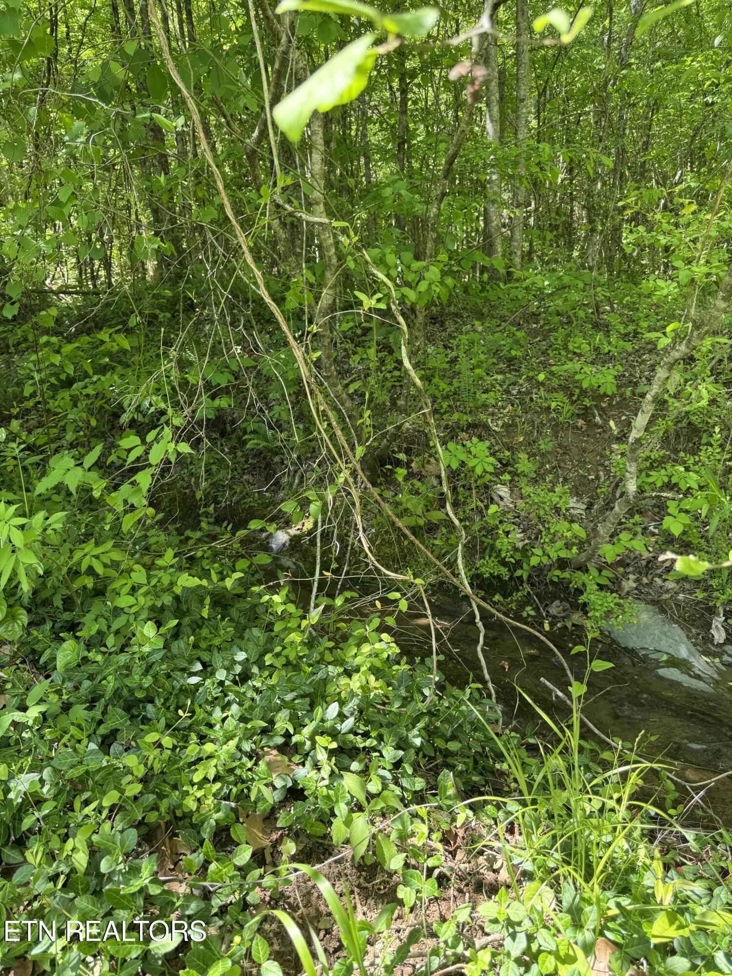 915 Chestnut Valley Road Vonore, TN 37885 - Photo 24 of 31 IMG_6199