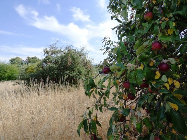 0 North Simpson Road Otis Orchards, WA 99027 - Photo 4 of 6 Gallery Image 4