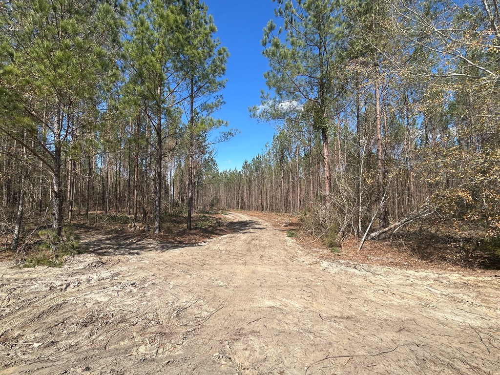 Lot 3-15 -ac Cottonwood Rd/ Phillips Road Cottonwood, AL 36320 - Photo 23 of 49