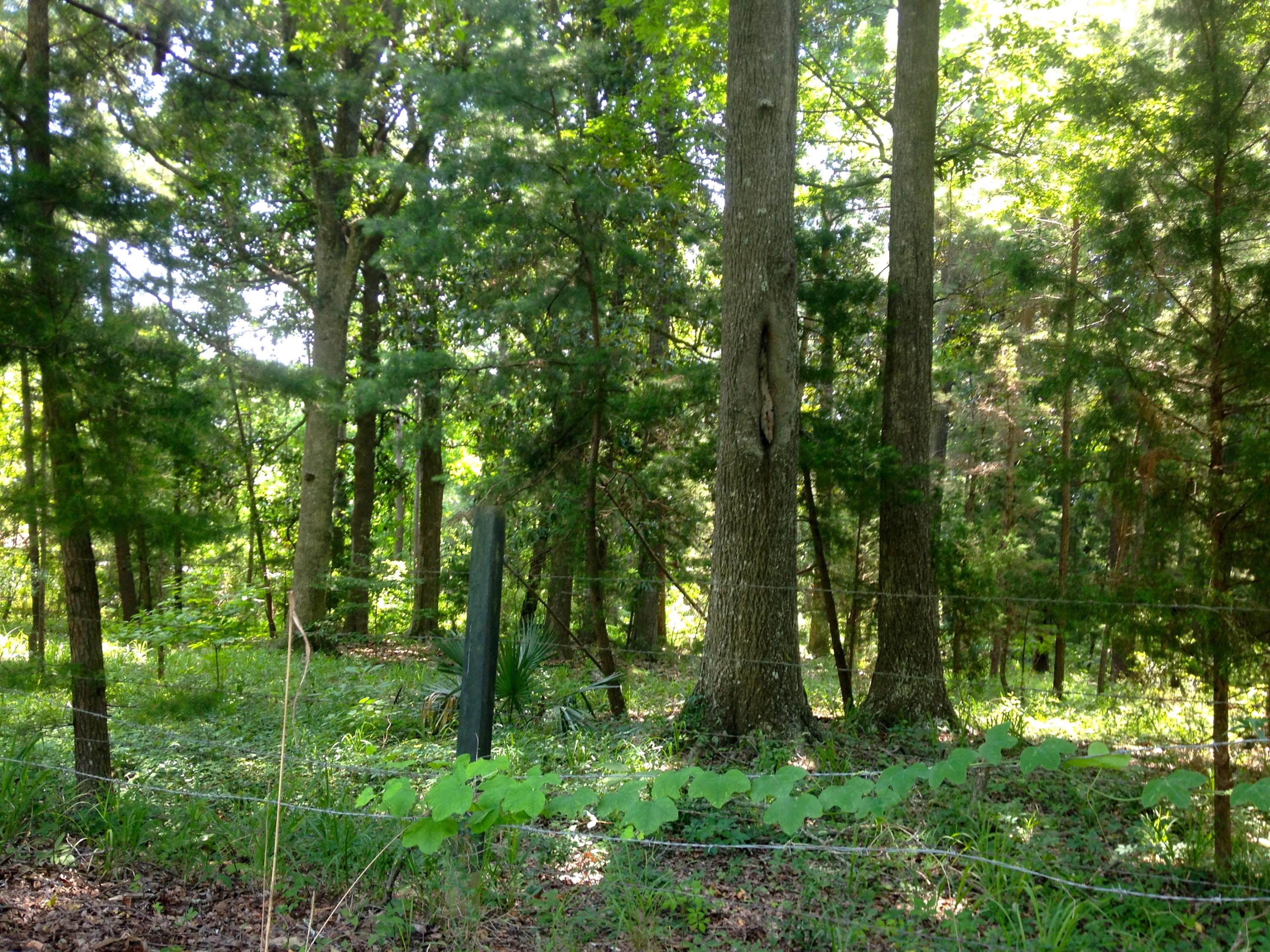 6535 Toogoodoo Road, Unit LOT 3 Meggett, SC 29449 - Photo 2 of 3 IMG_7548
