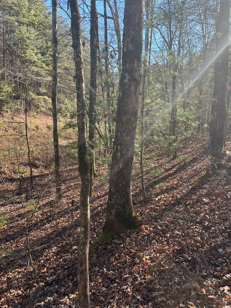 1.03 Deep Frst Road Murphy, NC 28906 - Photo 14 of 28