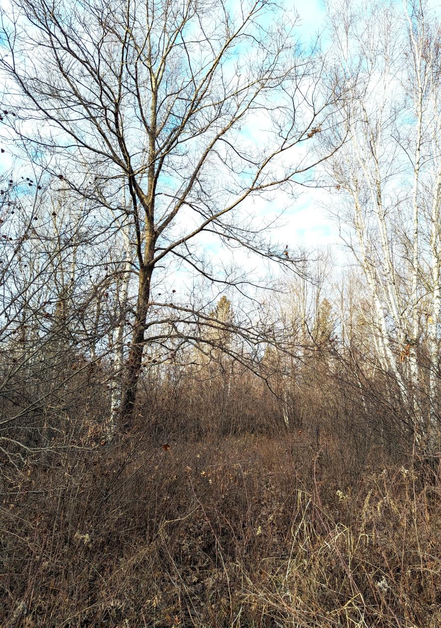 N3806 Walnut Road Kennan, WI 54537 - Photo 28 of 39 Gallery Image 28