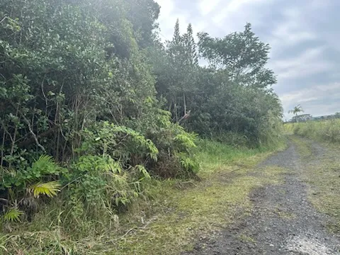 a view of a lush green forest
