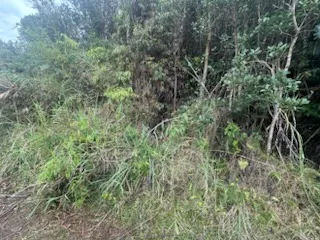 a view of a lush green forest