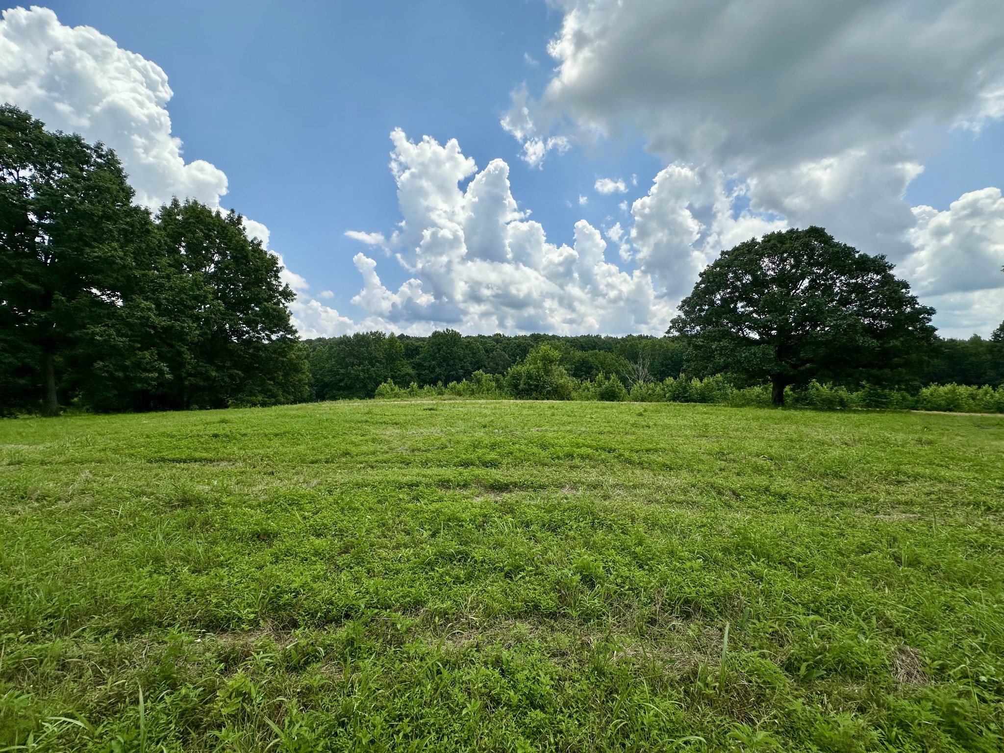 0 Darrell Rye Road Erin, TN 37061 - Photo 2 of 10 a view of a big yard with potted plants and large tree
