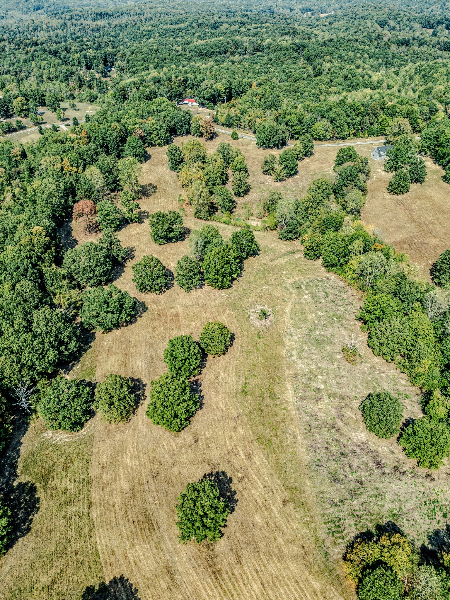 0 Darrell Rye Road Erin, TN 37061 - Photo 3 of 10 a view of a yard with plants and large trees