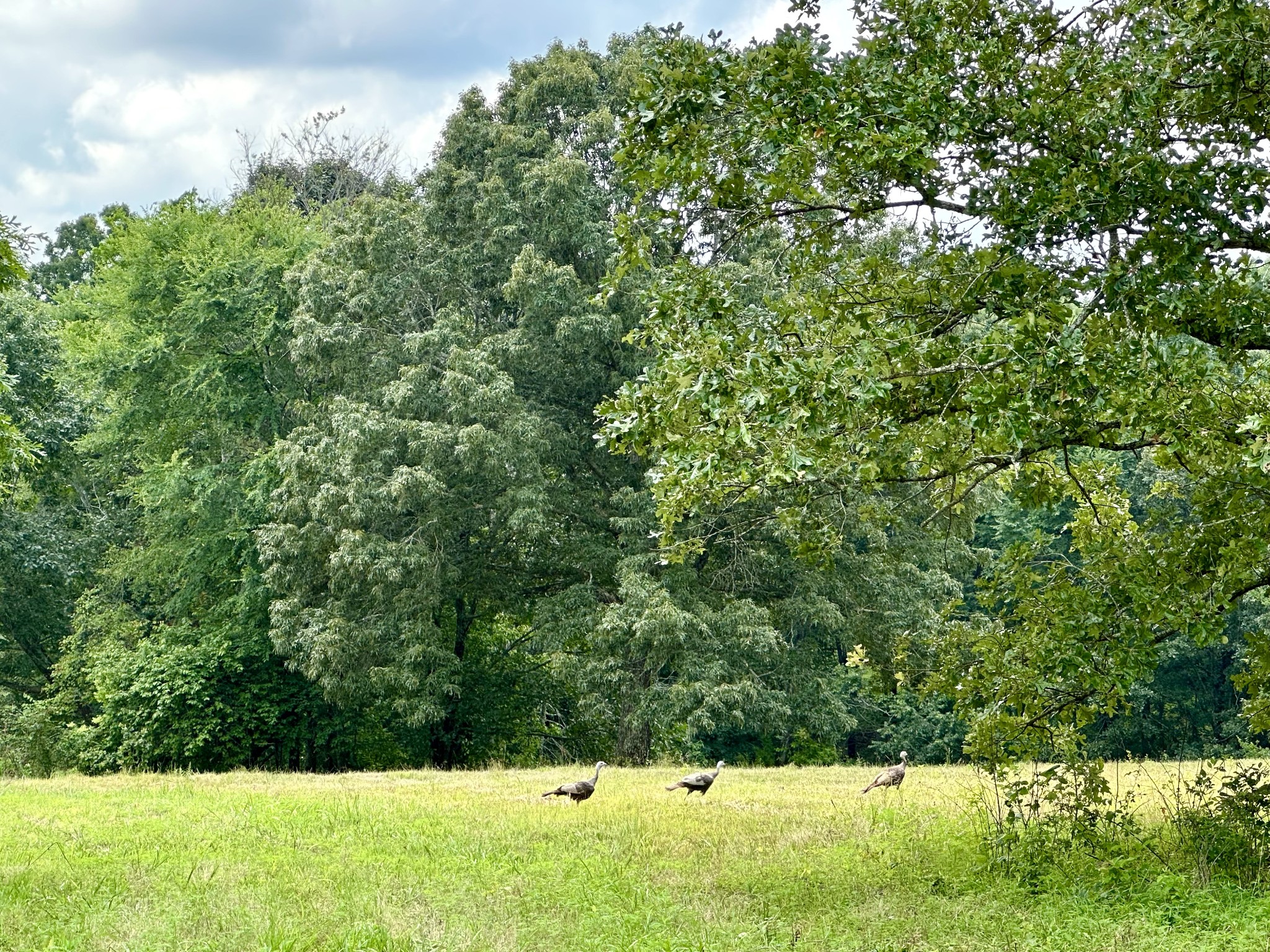 0 Darrell Rye Road Erin, TN 37061 - Photo 4 of 10