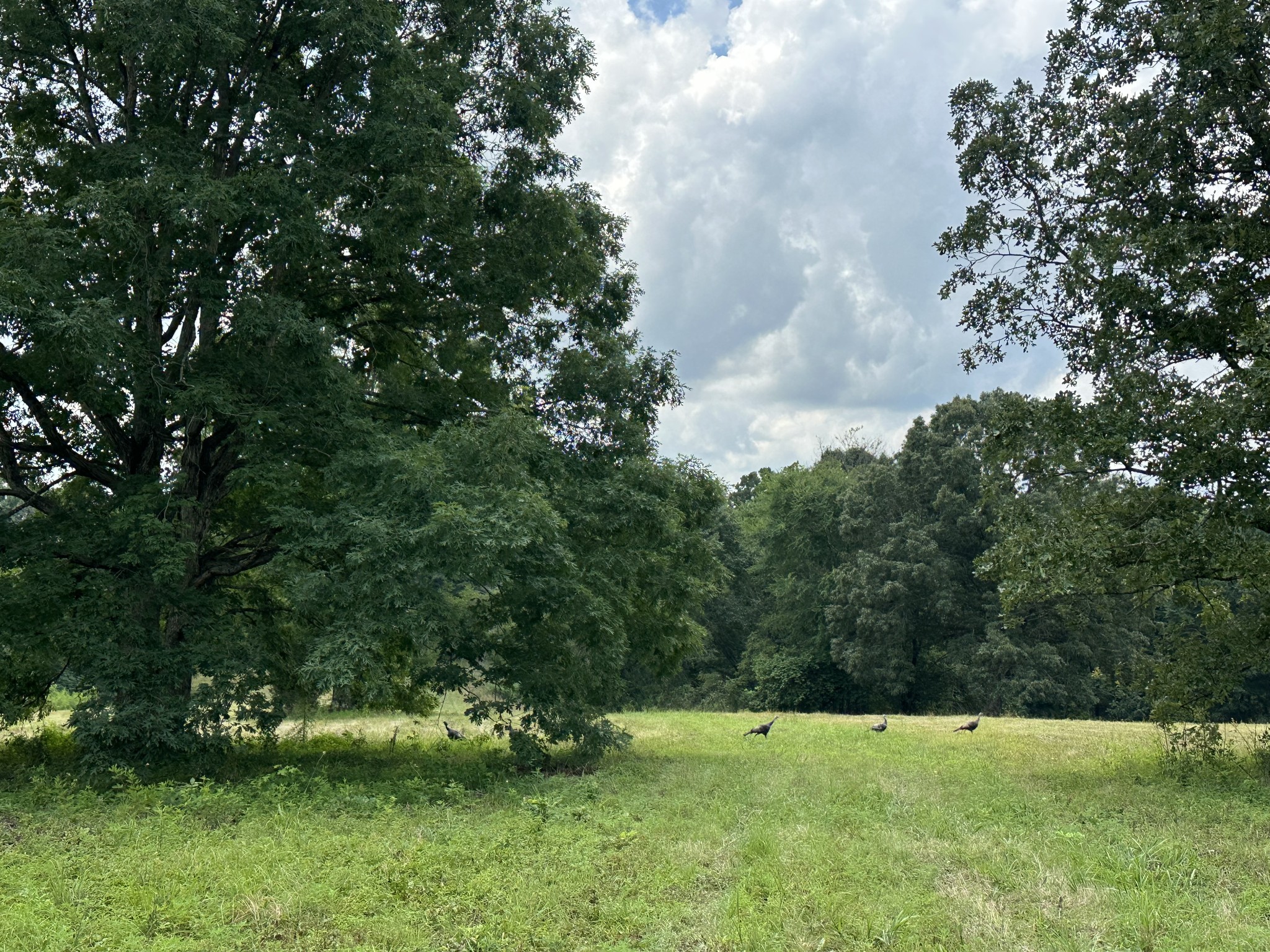 0 Darrell Rye Road Erin, TN 37061 - Photo 6 of 10 a view of an outdoor space with a lake view