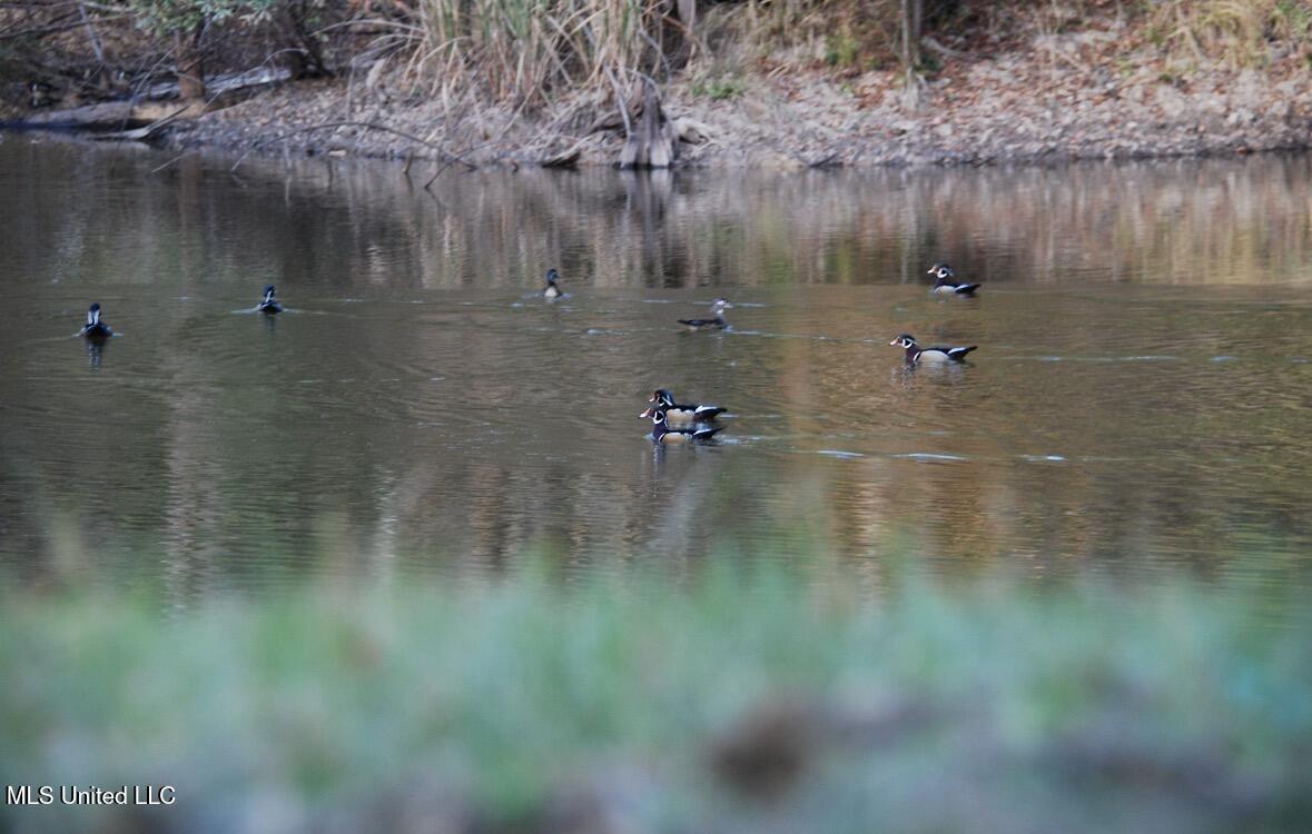 3293 Doloroso Loop Road Woodville, MS 39669 - Photo 36 of 44 FullSizeRender