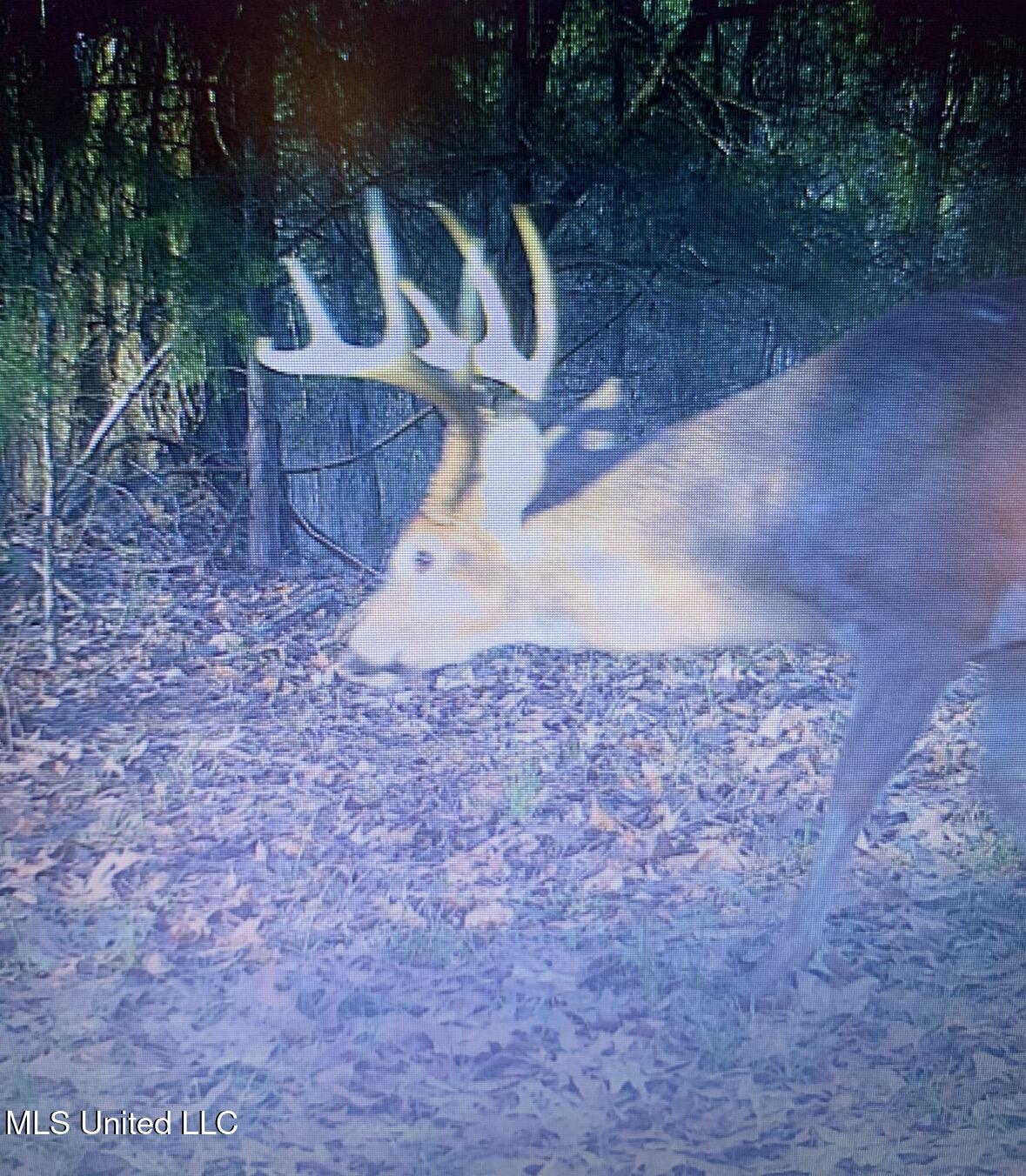 3293 Doloroso Loop Road Woodville, MS 39669 - Photo 38 of 44 FullSizeRender