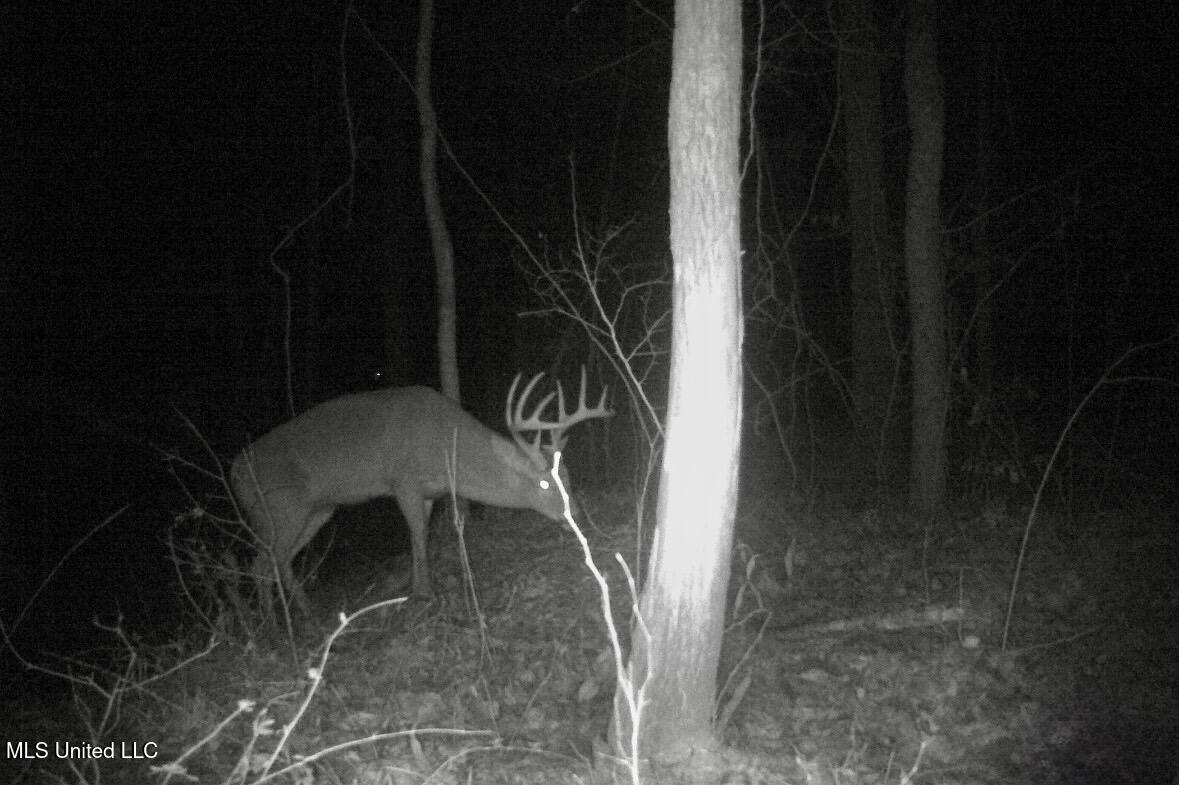 3293 Doloroso Loop Road Woodville, MS 39669 - Photo 39 of 44 FullSizeRender