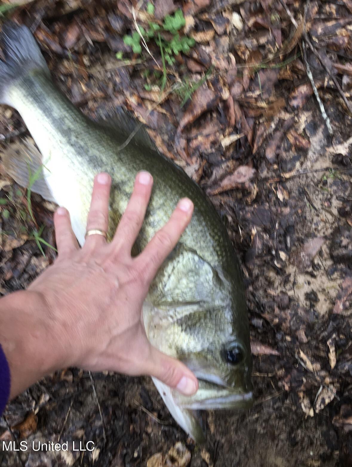 3293 Doloroso Loop Road Woodville, MS 39669 - Photo 43 of 44 FullSizeRender