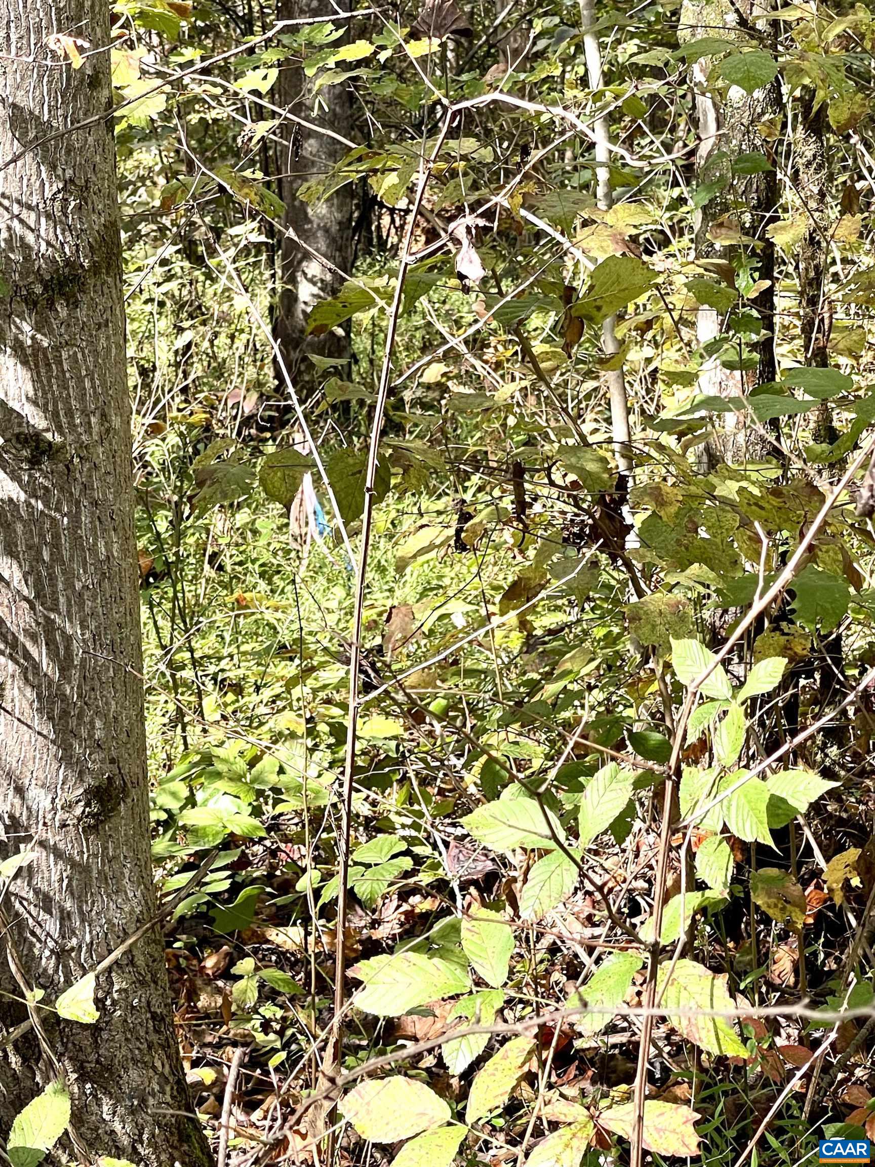 0 Riverdale Road Stanardsville, VA 22973 - Photo 12 of 12 a picture of a tree