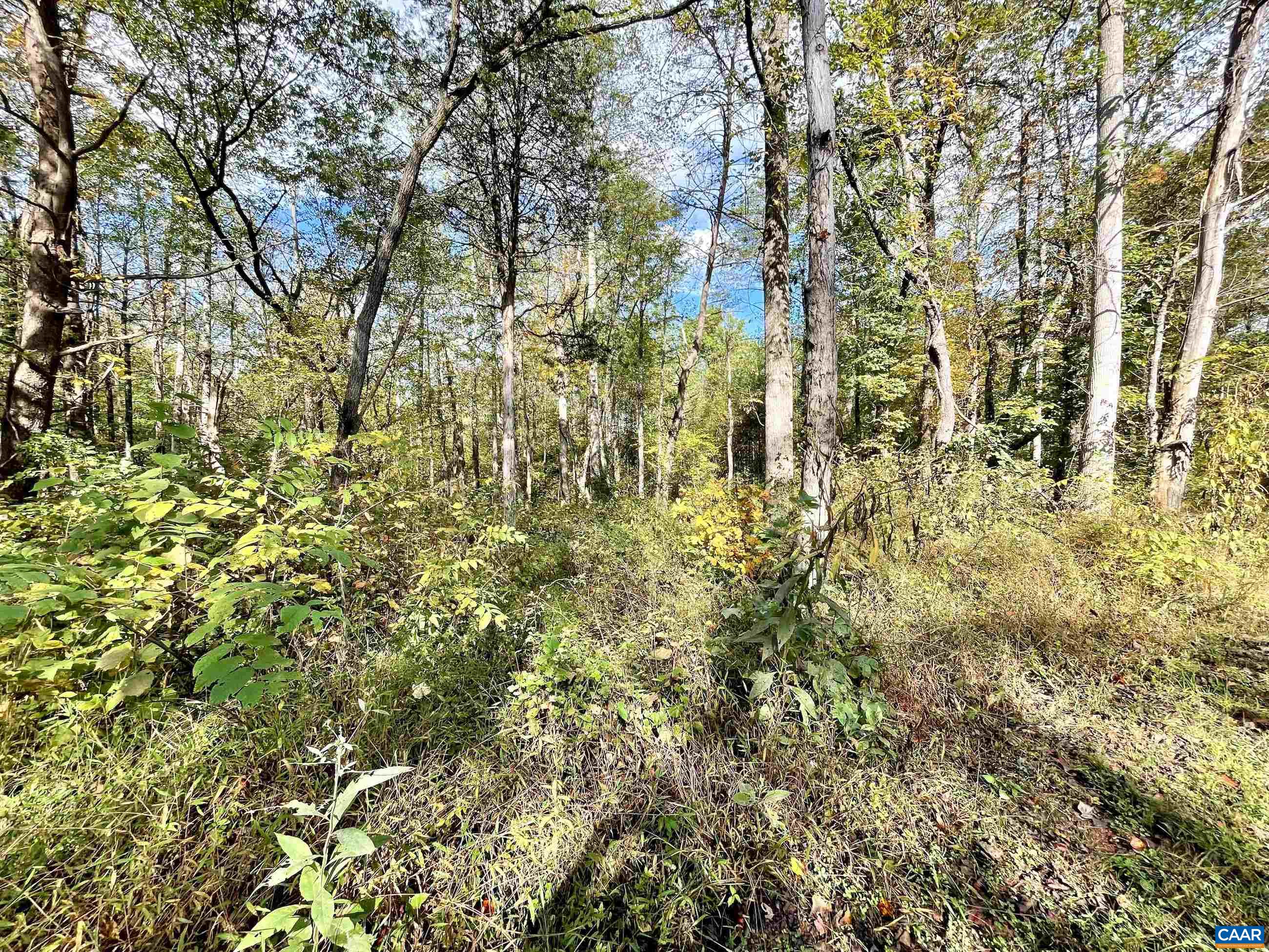 0 Riverdale Road Stanardsville, VA 22973 - Photo 5 of 12 a close up of a tree