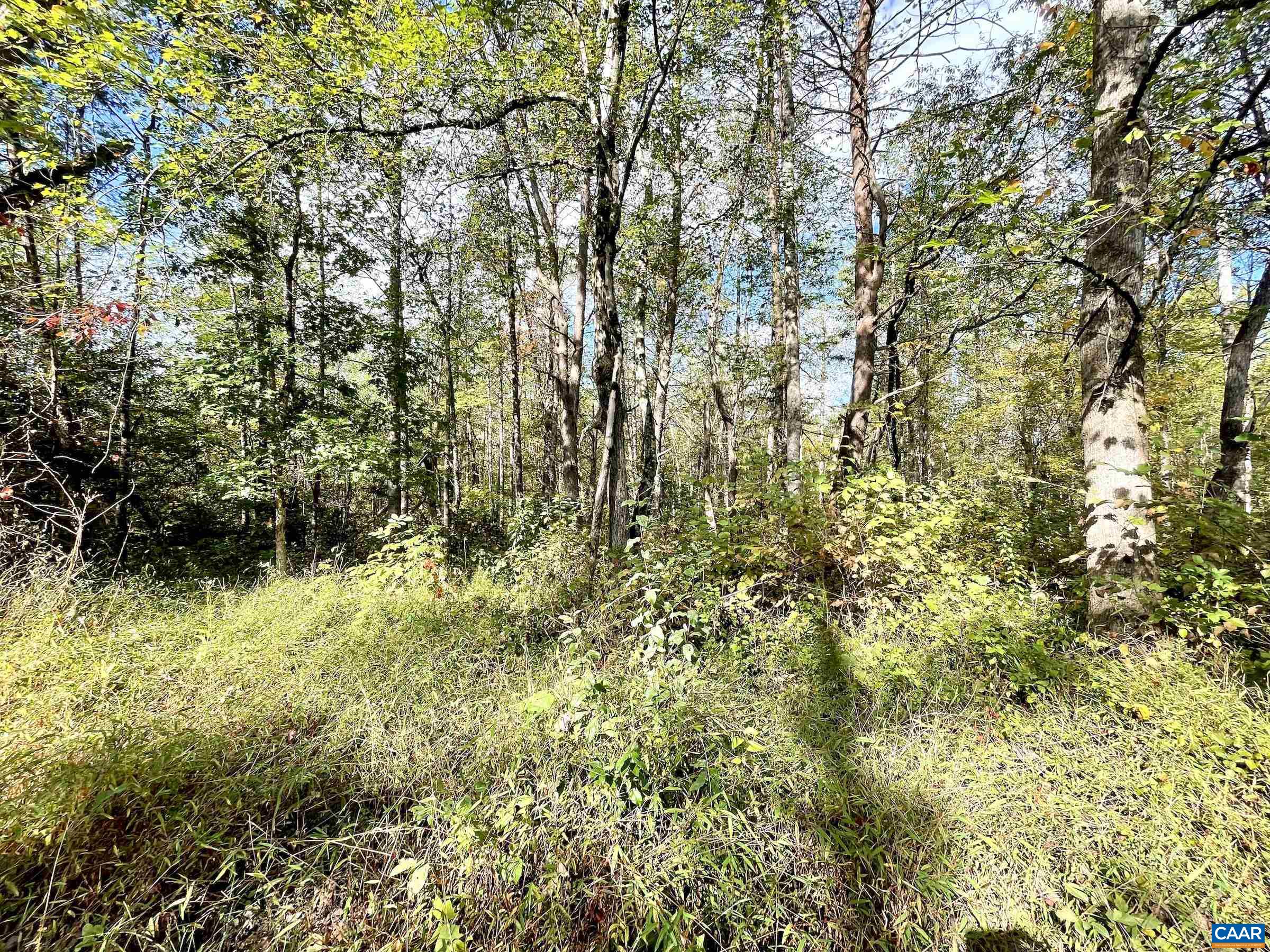 0 Riverdale Road Stanardsville, VA 22973 - Photo 6 of 12 a view of a yard with plants and large trees