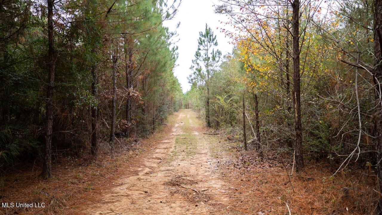 3448 Lower Centreville Road Liberty, MS 39645 - Photo 11 of 36 ZTS08021 Large