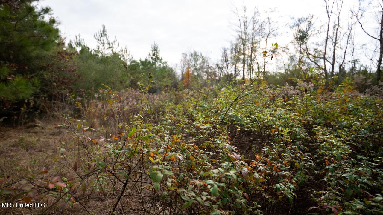 3448 Lower Centreville Road Liberty, MS 39645 - Photo 12 of 36 ZTS08024 Large