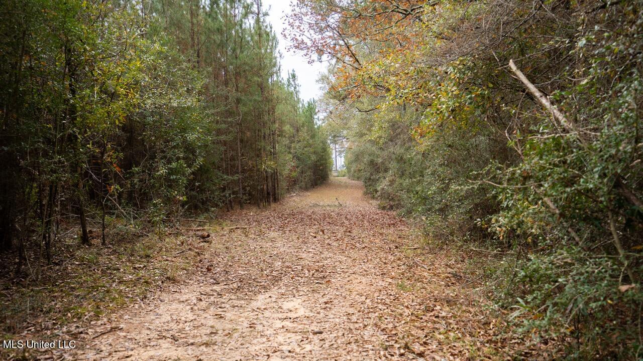 3448 Lower Centreville Road Liberty, MS 39645 - Photo 17 of 36 ZTS08041 Large