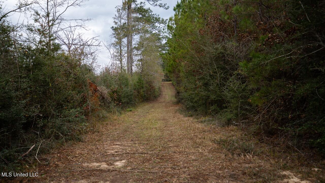 3448 Lower Centreville Road Liberty, MS 39645 - Photo 20 of 36 ZTS08055 Large