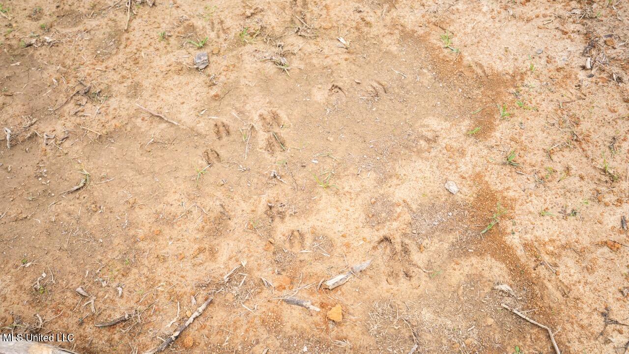 3448 Lower Centreville Road Liberty, MS 39645 - Photo 22 of 36 ZTS08071 Large