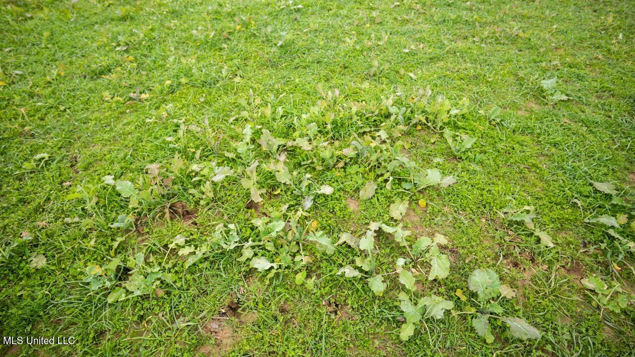 3448 Lower Centreville Road Liberty, MS 39645 - Photo 26 of 36 ZTS08085 Large