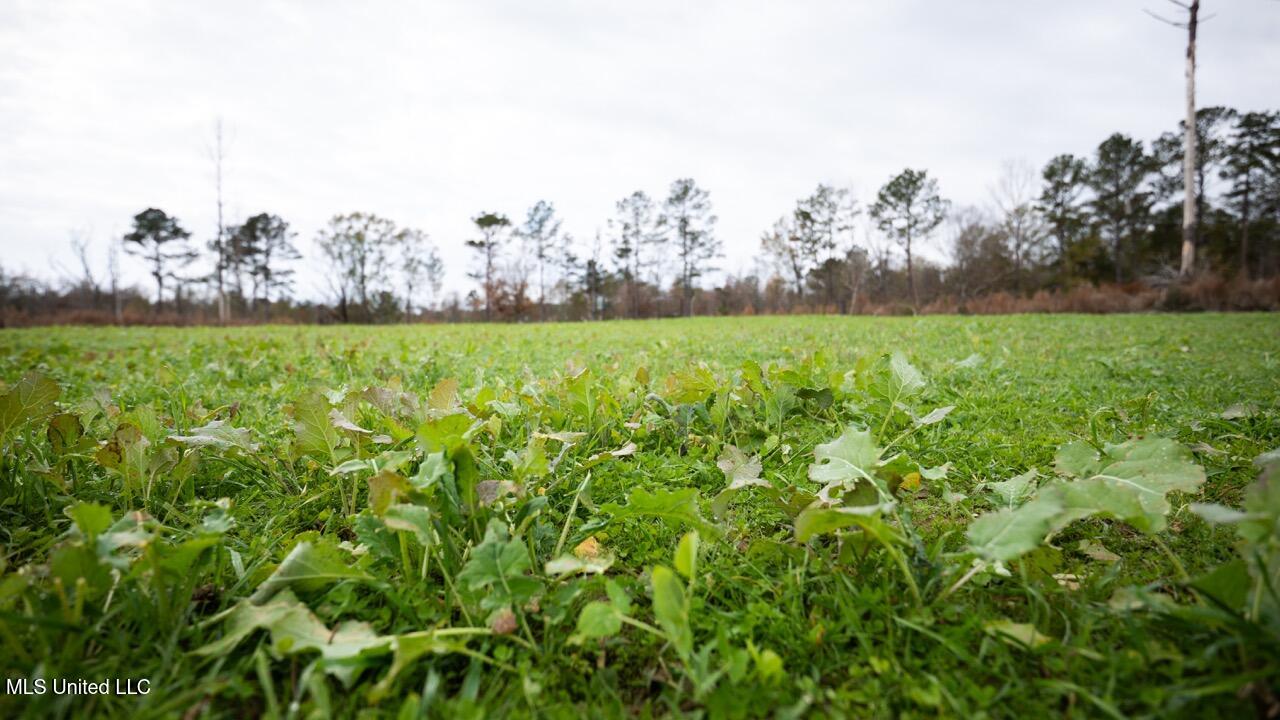 3448 Lower Centreville Road Liberty, MS 39645 - Photo 27 of 36 ZTS08088 Large