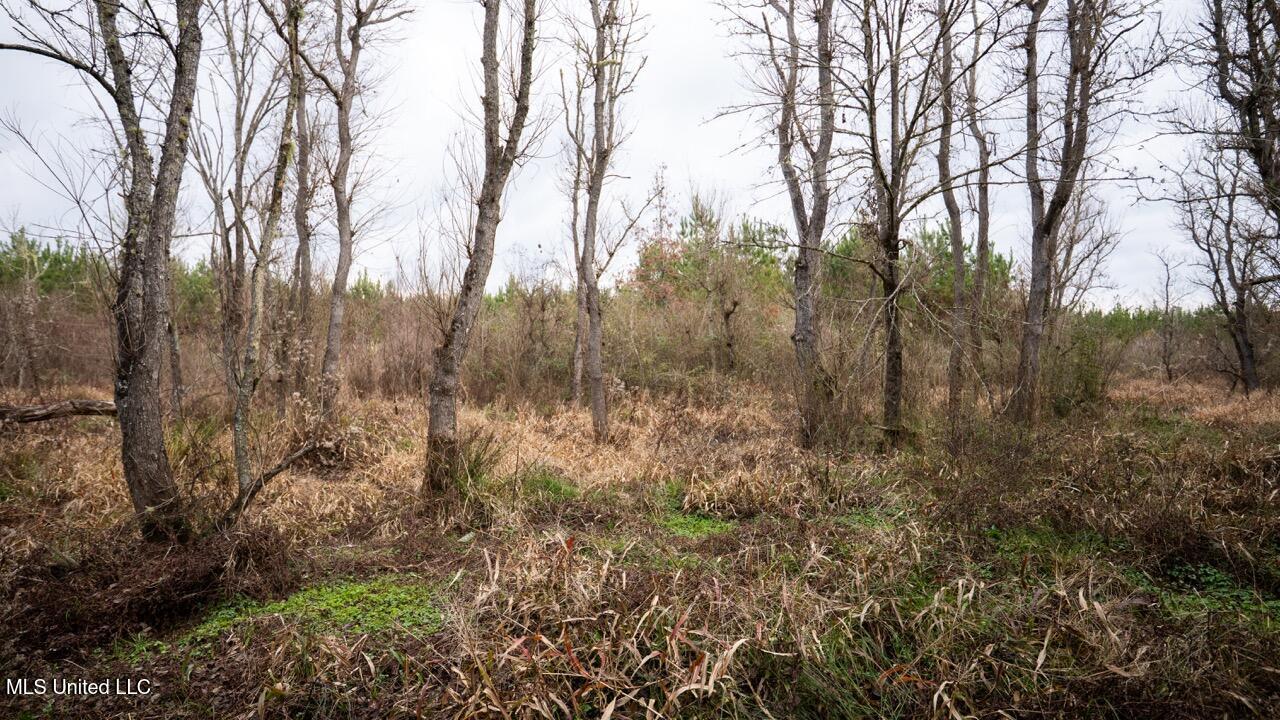 3448 Lower Centreville Road Liberty, MS 39645 - Photo 29 of 36 ZTS08111 Large