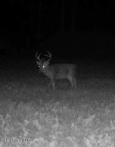 $1,325,250 | 3448 Lower Centreville Road, Liberty, MS 39645