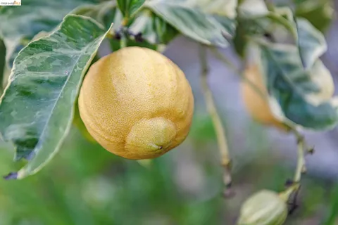 $695,000 | 1066 Bayview Avenue, Oakland, CA 94610