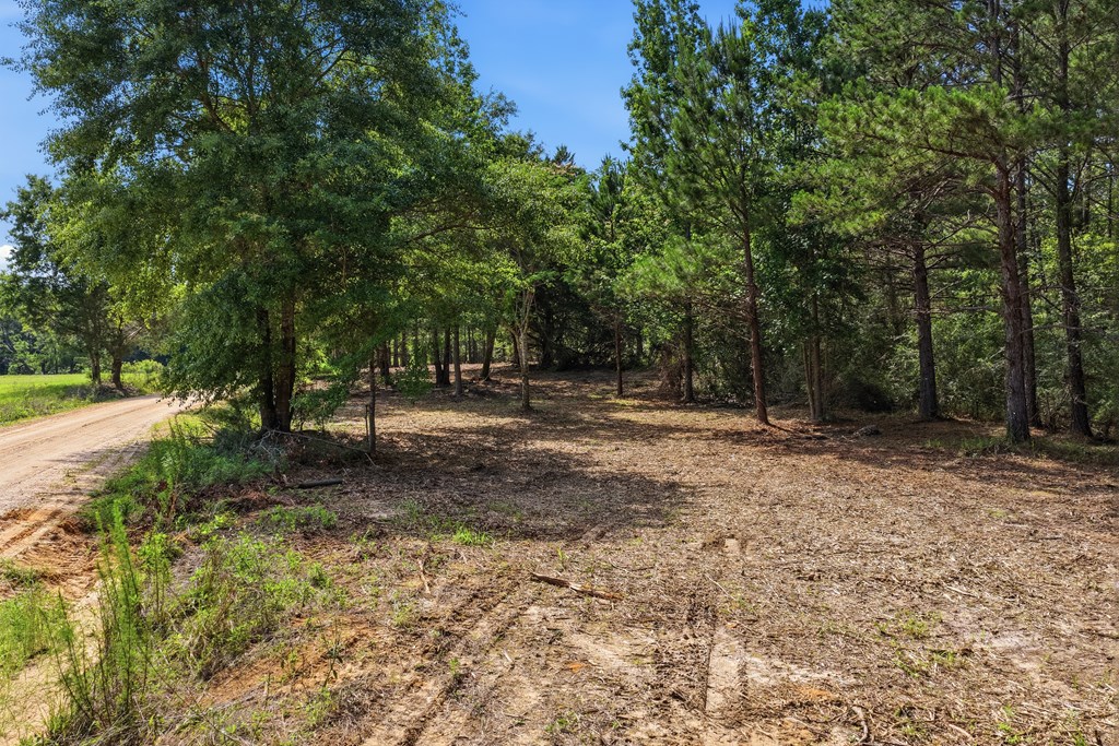Lot #4 Crosby Clark Road Opp, AL 36467 - Photo 6 of 9