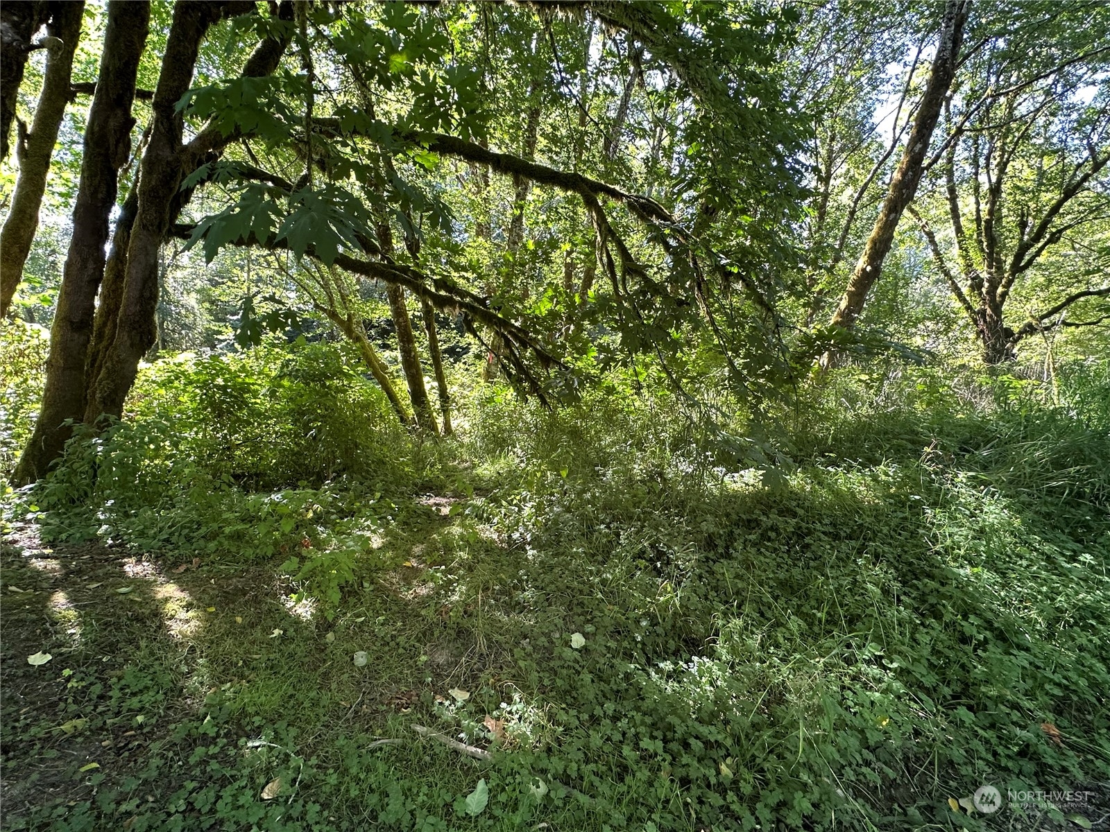 0 Whitcomb-dimmell Rd Forks Forks, WA 98331 - Photo 2 of 8 Gallery Image 2